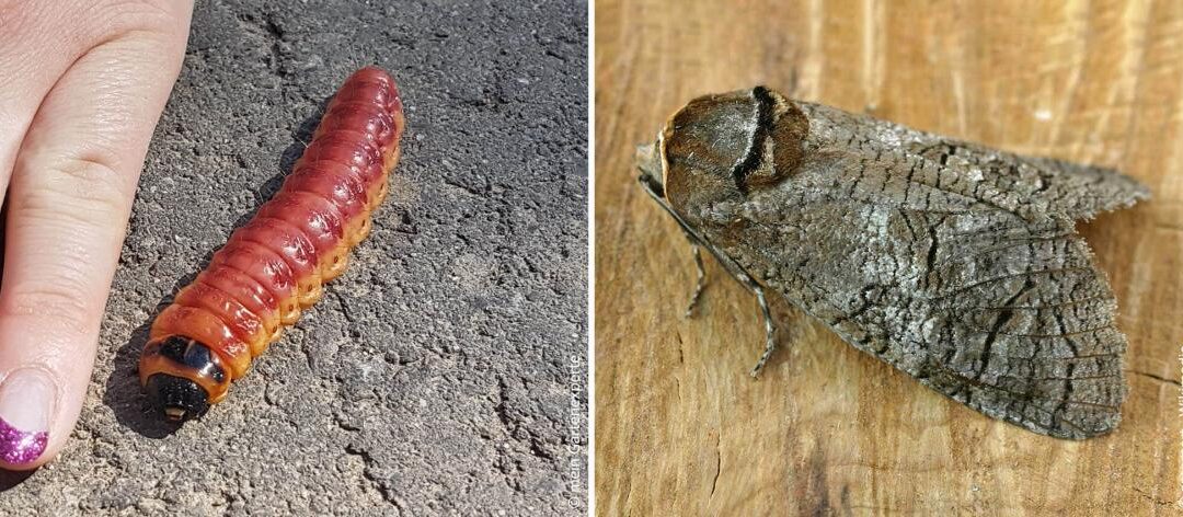Wilgenboorder: herkennen en bestrijden van de plaag