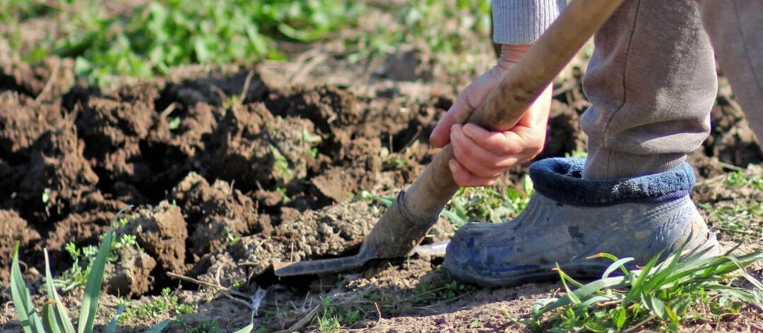 Vroege start: Winterprojecten voor de zomertuin