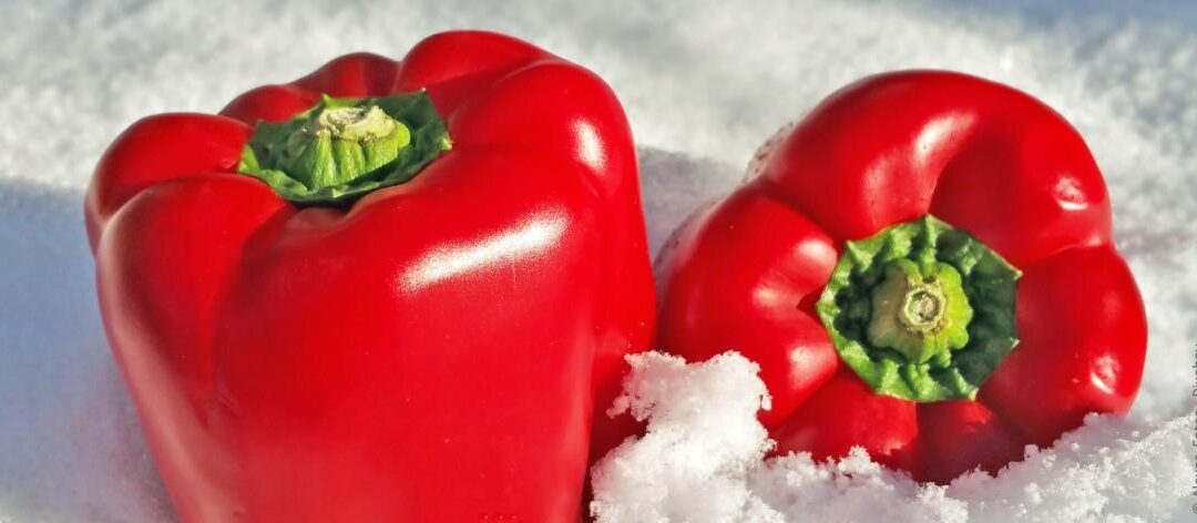 Paprika’s overwinteren: instructies en tips