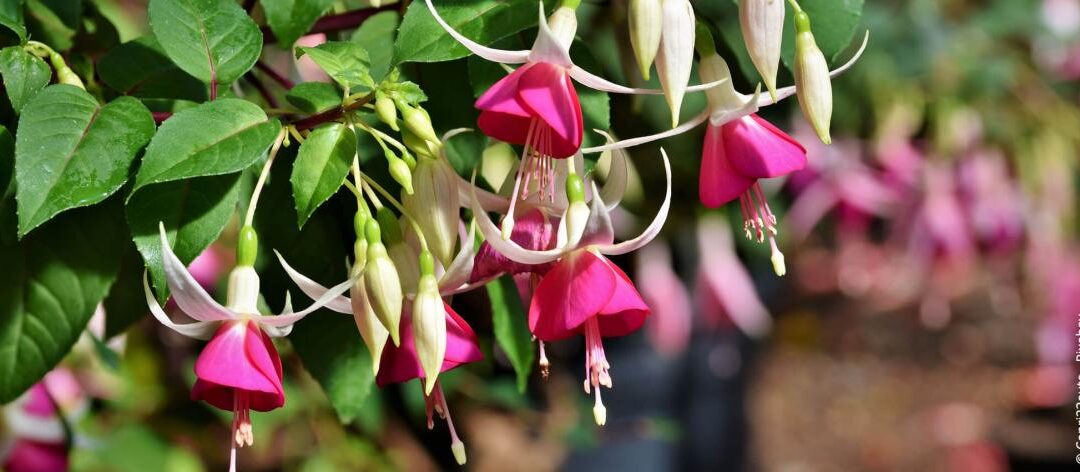 15 winterharde planten voor het balkon
