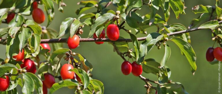 Voedselplanten voor tuinvogels: houtachtige planten, vaste planten en meer