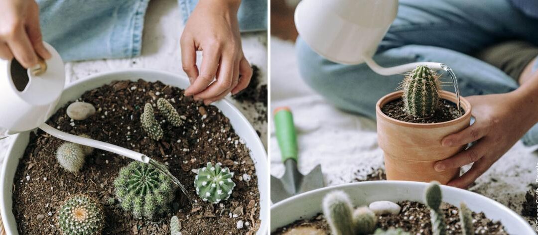 Cactussen verzorgen, vermeerderen en overwinteren