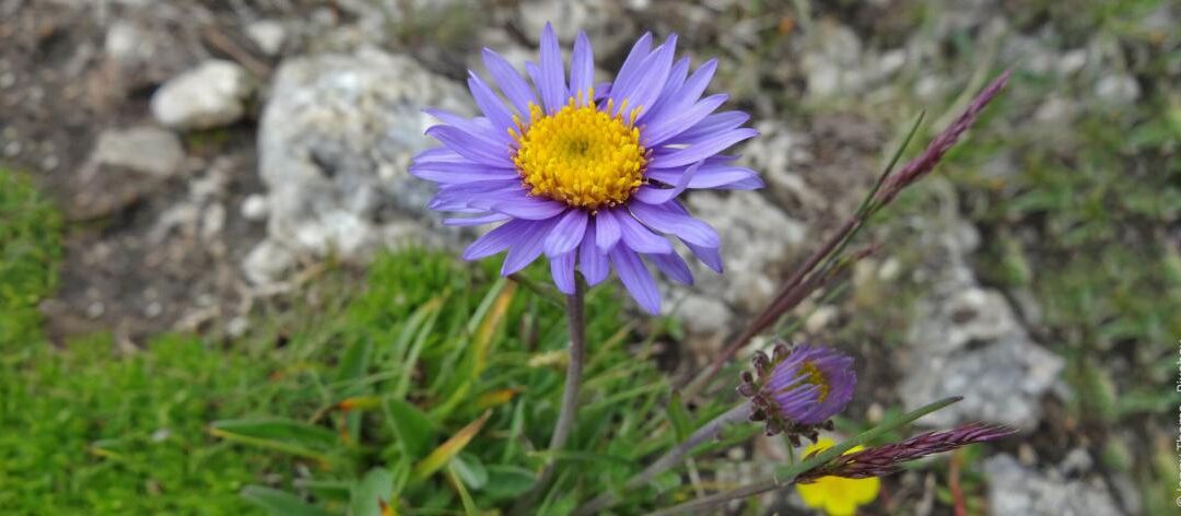 Planten voor droge bodems en locaties