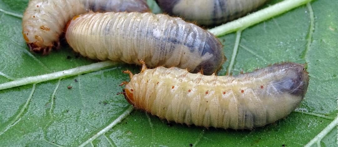 Luizenlarven: herkennen, voorkomen en bestrijden