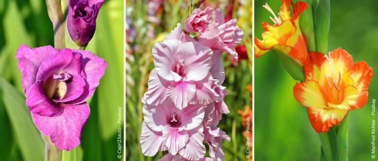 Planten, verzorgen, overwinteren en vermeerderen van gladiolen