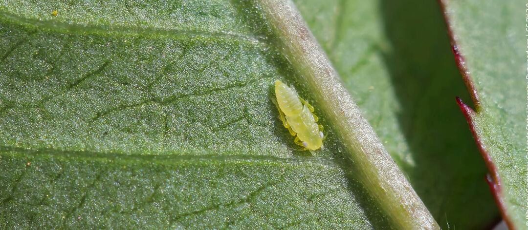 Rooscicaden herkennen en op natuurlijke wijze bestrijden