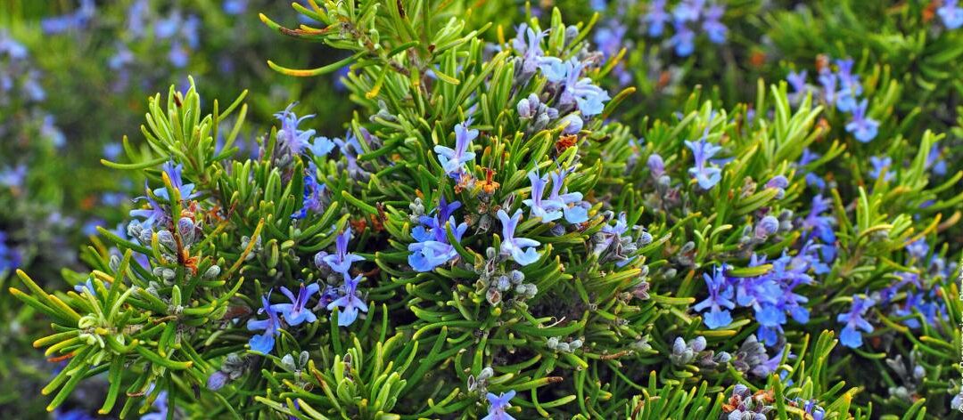 20 effectieve planten tegen muggen