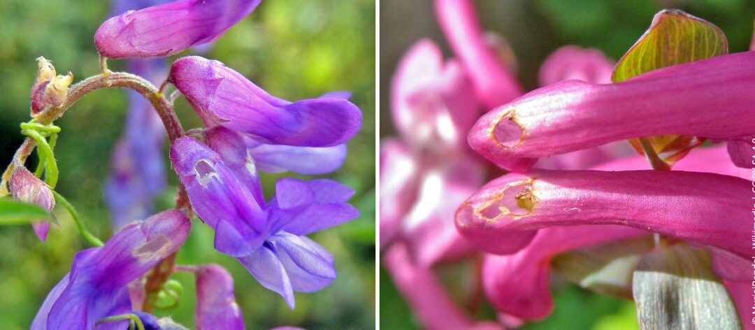 Nectarroofdieren: hoe bijen en hommels planten exploiteren