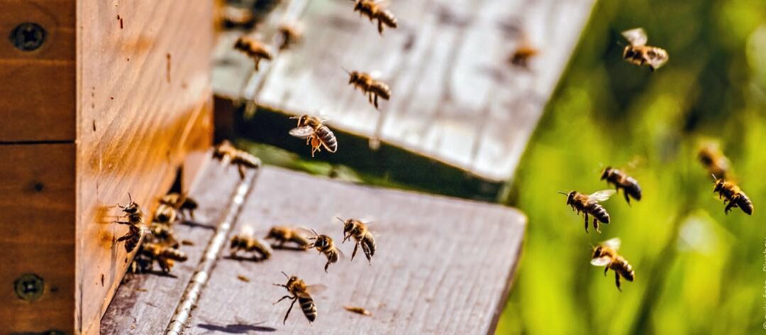 Honingbijen houden in de tuin: Tips voor hobbyimkers