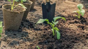 Tuinkalender maart: jonge planten in de tuinbedden