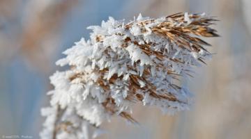 Tuinkalender december: met ijs bedekte rietstengels in de tuin