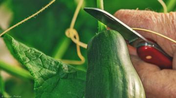 Tuinkalender augustus: komkommers oogsten met een mes
