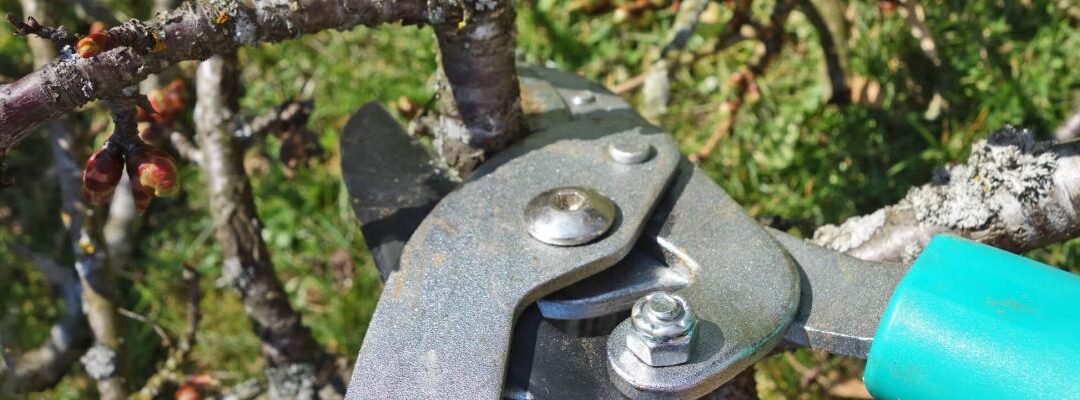Tuintips voor februari