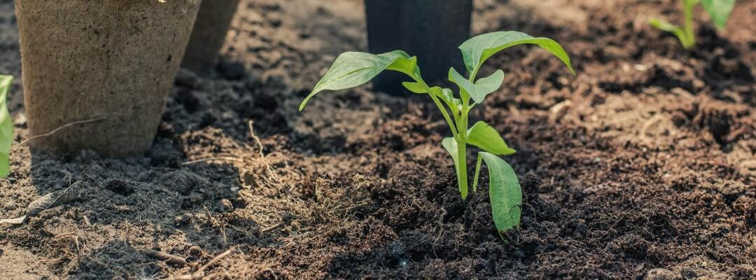 Tuintips voor maart