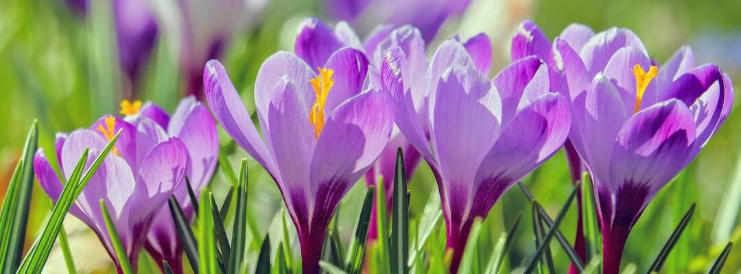 Tuintips voor april