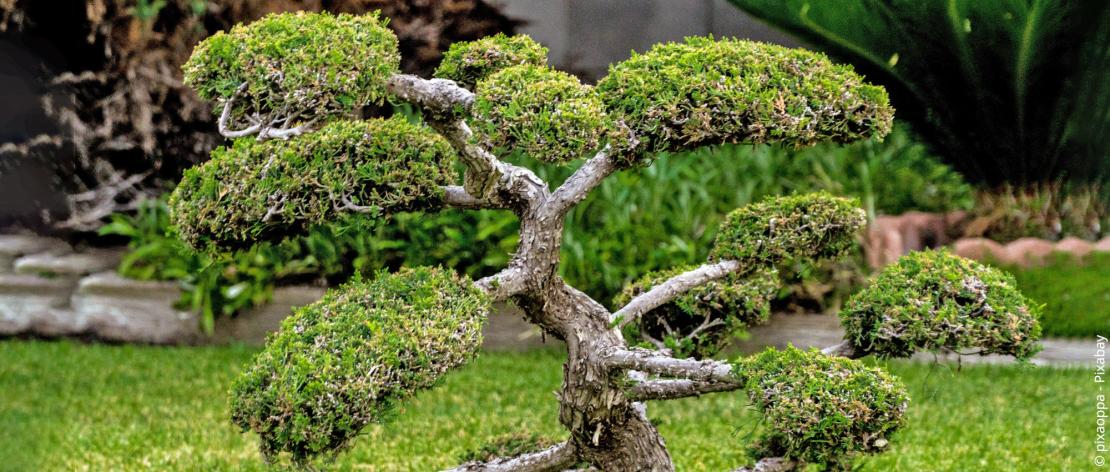 Bonsai topiary in de tuin