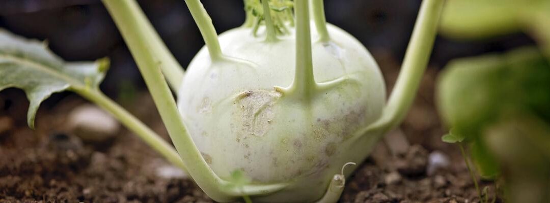 Tuintips voor  juli