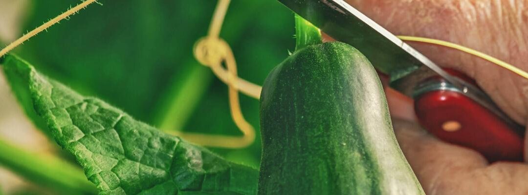 Tuintips voor  augustus