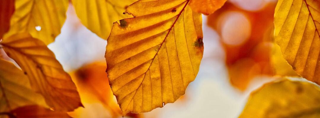 Tuintips voor oktober