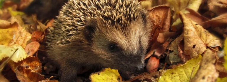 Tuintips voor november