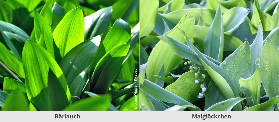 10 eetbare tuinplanten en hun giftige dubbelgangers