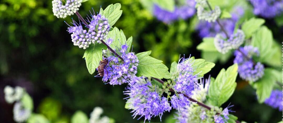 Mooie zomerbloeiers voor de tuin