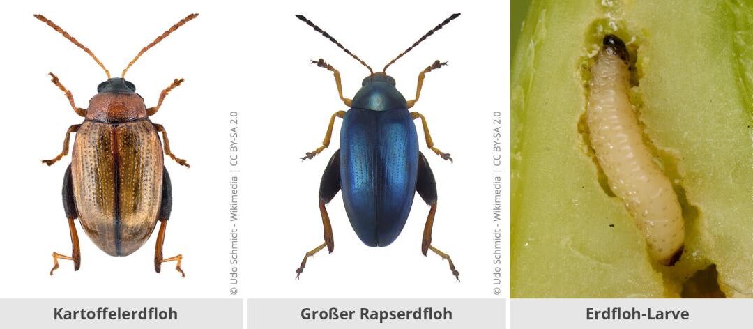 Grondvlooien in de tuin: de besmetting herkennen en bestrijden