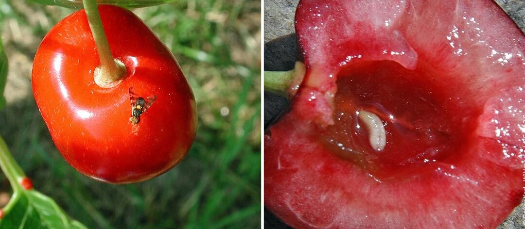 Kersenfruitvlieg bestrijden: maden in kersen vermijden
