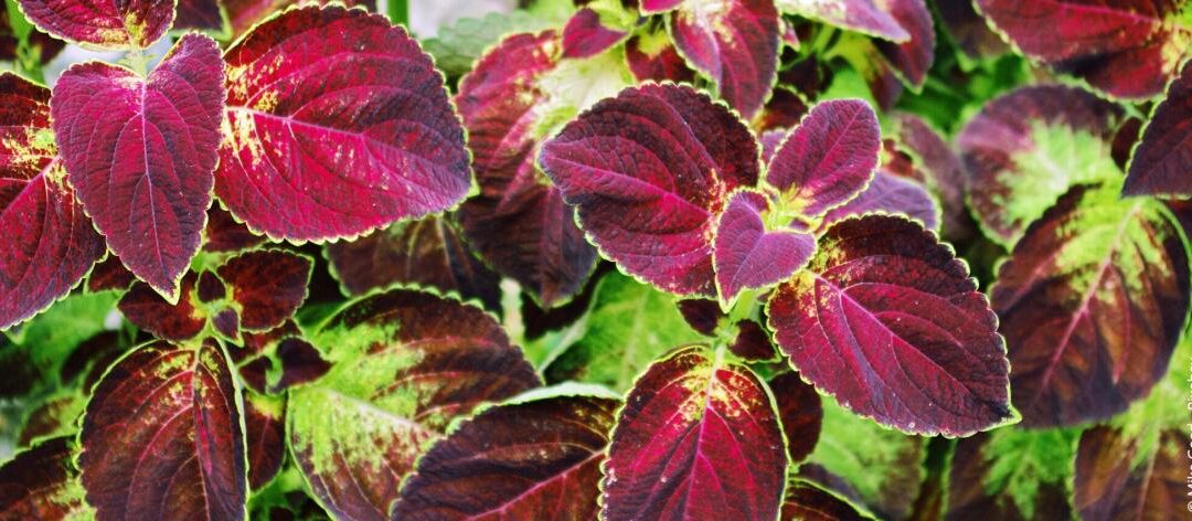 Schaduwplanten: 10 prachtige planten voor donkere tuinen