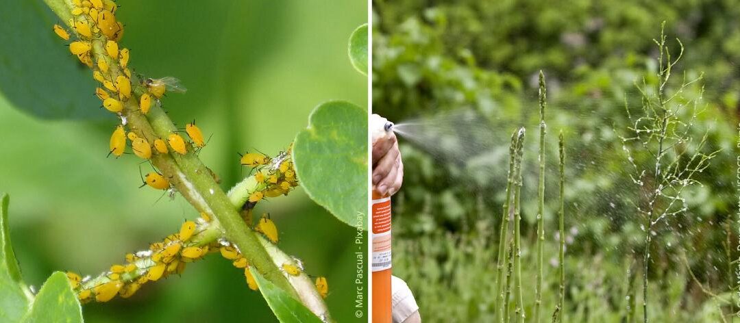 Gebruik neemolie als natuurlijke gewasbescherming