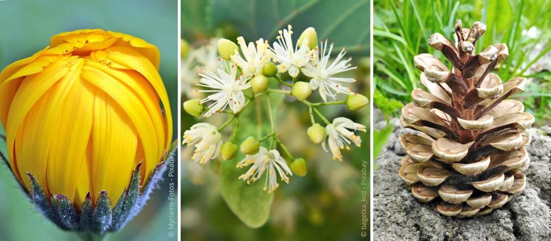 Weer planten: Welke planten voorspellen het weer