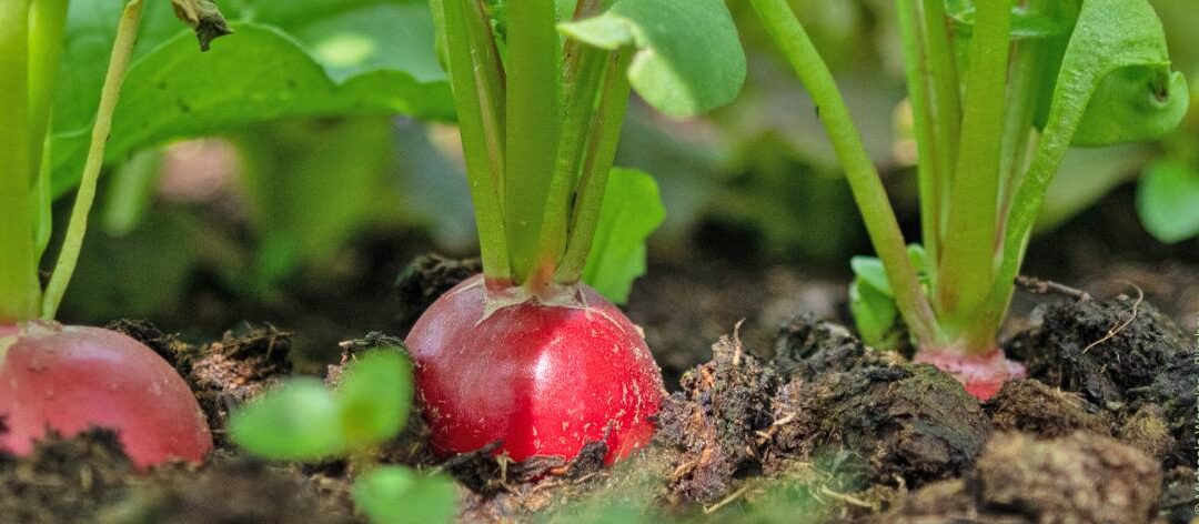 Correct planten, verzorgen en oogsten van radijs