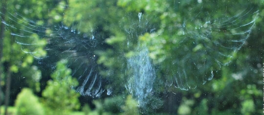 Vogelwering: 6 tips tegen vogelaanvaringen op ruiten