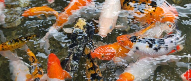Vis in de vijver houden: Geschikte soorten, houden en verzorgen
