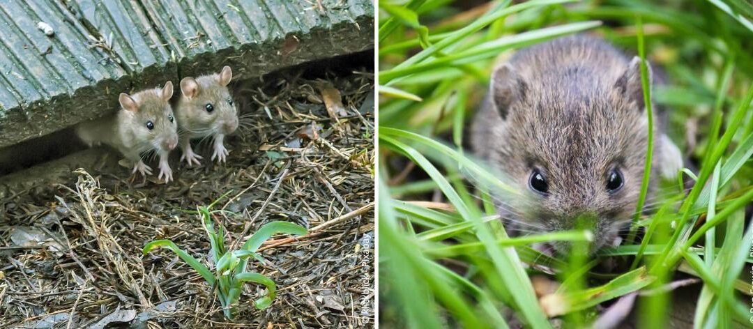 Muizen in de tuin: gifvrije bestrijdingsmethoden