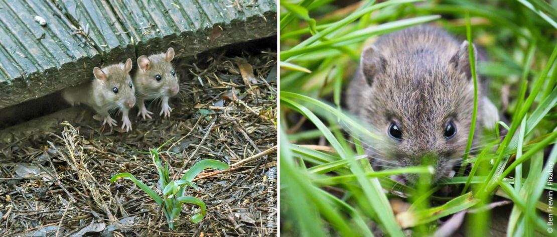 Muizen onder het terras en in het gras