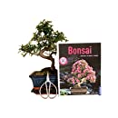 Beginner Bonsai Set Elm