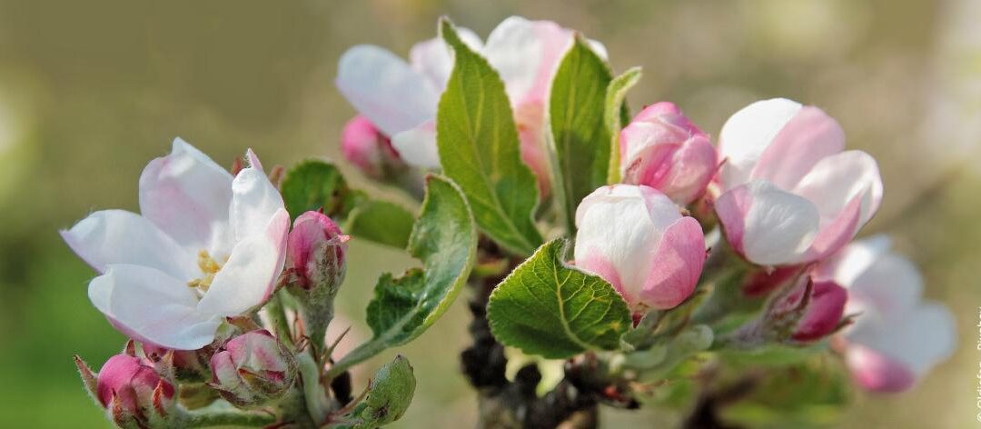 Bemest fruitbomen op de juiste manier: Timing, bemesting, procedure