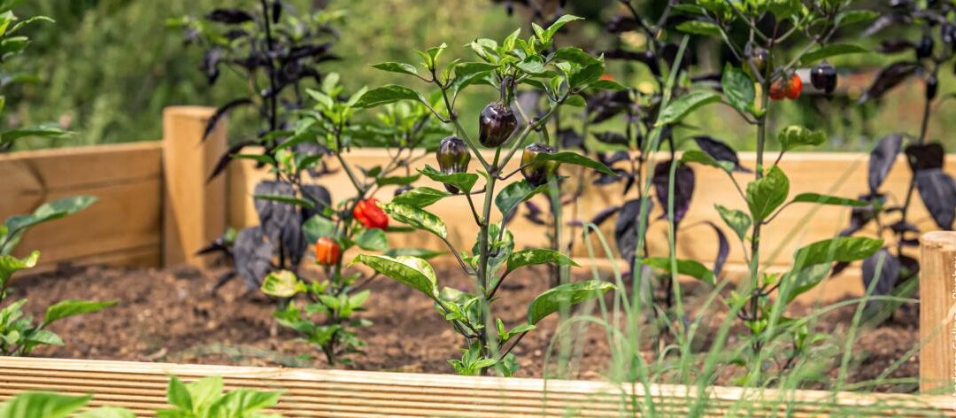 Een verhoogd bed beplanten: Wat plant ik en wanneer?