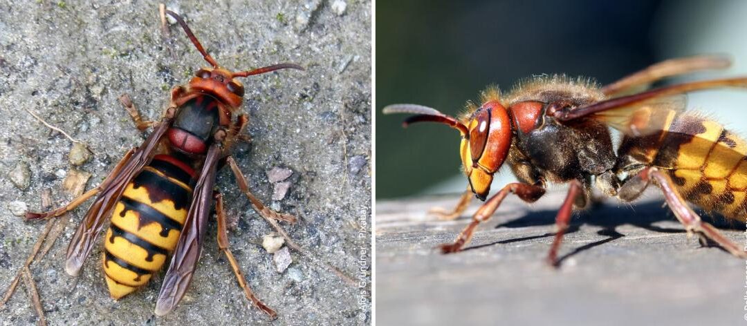 Horzels in de tuin: Nuttig of gevaarlijk?