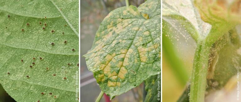 Spint herkennen, bestrijden en voorkomen