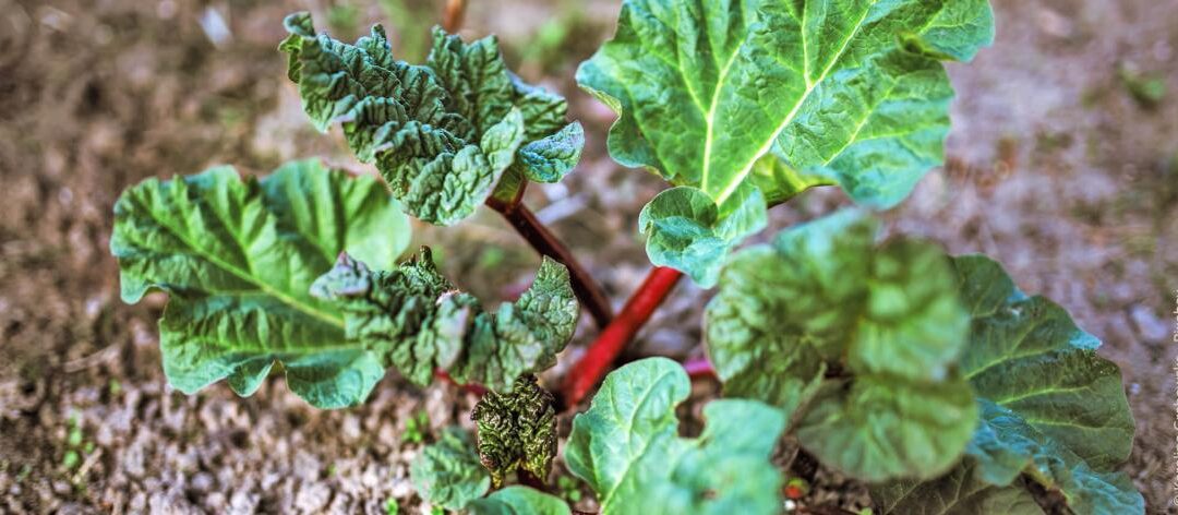 Rabarber planten, verzorgen en oogsten