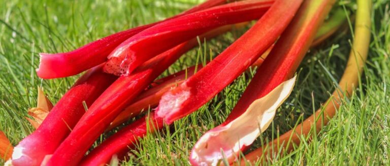 Fruit of groenten: wat is het verschil?