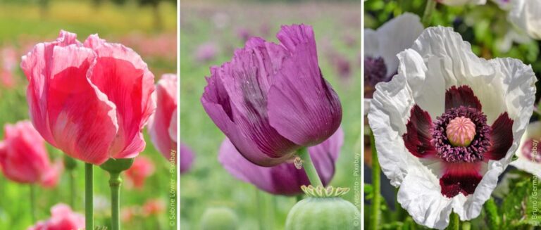 Zaaien, verzorgen en vermeerderen van klaprozen in de tuin