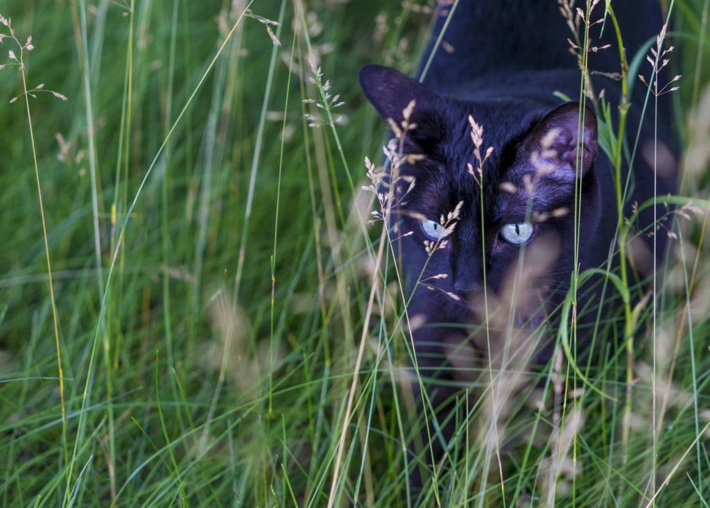 Kat in het hoge gras
