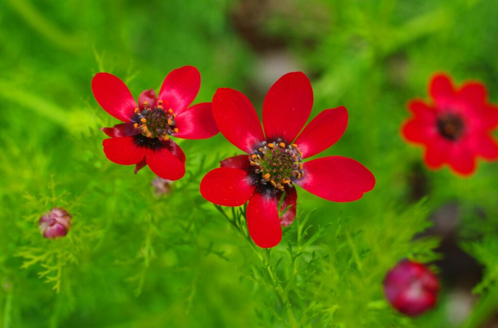 Adonisroos met rode bloemen