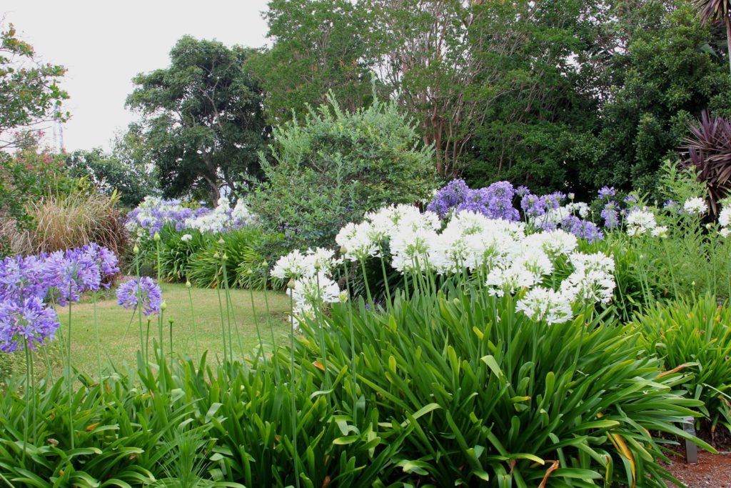Blauwe en witte agapanthus in de tuin