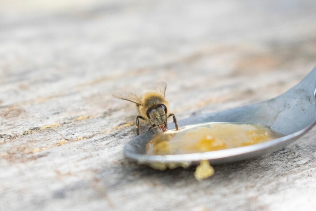 Bijen die suikerwater drinken