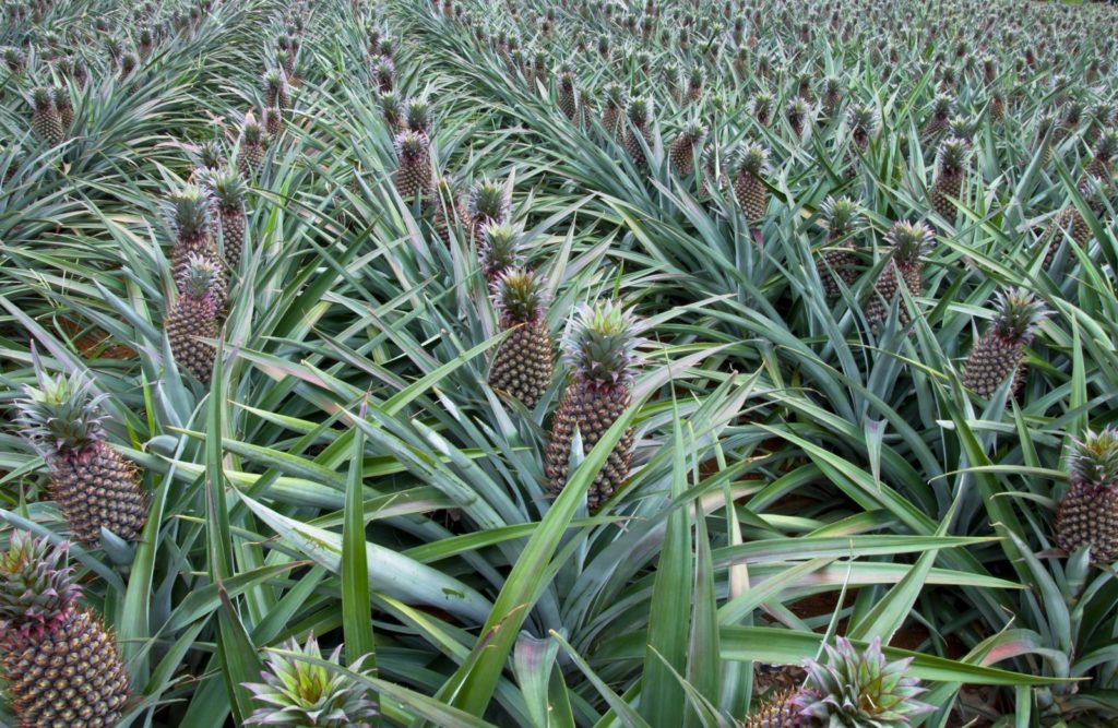 Productiegebieden van de ananas