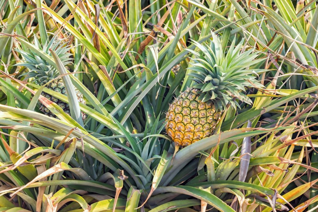 Cayenne-ananas in het veld
